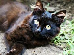 В Краснодарский край перед ливнями придут заморозки