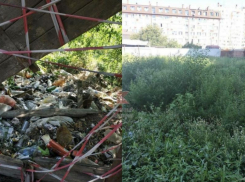 «Аллергики очень мучаются», - краснодарцы о зарослях амброзии около больницы № 1