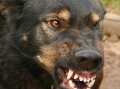 «Неадекватная» краснодарка-художница бездомными собаками довела беременную до нервных срывов