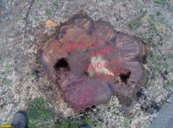  В Краснодаре на нескольких улицах вырубили здоровые деревья 