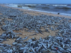 Массовая гибель бычка на Кубани заставила задуматься экологов 