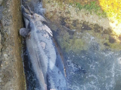  На берег в Сочи вынесло мертвого дельфина 