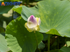 В Краснодаре в воскресенье +24 градуса, дождь и сильный ветер