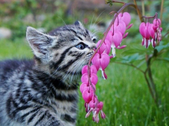 Град, гроза, сильный дождь и ветер не покинут Кубань 