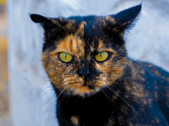 Град, гроза и шквалистый ветер придут на Кубань 