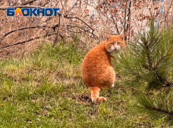 До -10 градусов упадет температура воздуха в Краснодарском крае