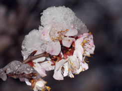 Экстренное предупреждение МЧС: на Кубани ожидаются заморозки