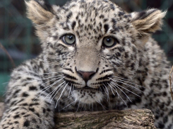 Краснокнижных леопардов из питомника в Сочи выпустят на волю в мае