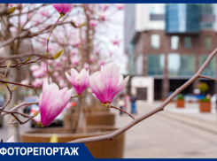 Весна пришла! Удивительные краски цветущего Краснодара 