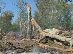 Мэрия Краснодара не будет разбираться в уничтожении деревьев в пойме Кубани