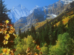 Сочи: в национальном парке остановили незаконную вырубку деревьев