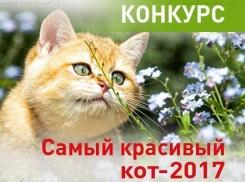 Стартовало голосование на самого красивого котика Кубани