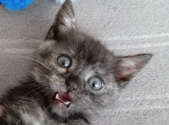 В Краснодарском крае дождь будет лить три дня