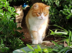 Дождливо в крае, но солнечно в Краснодаре: коротко о погоде