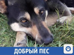 Умный и красивый пес ищет новых хозяевах