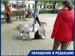 «Это просто заработок»: в Краснодаре устроили «зоопарк» в центре города 