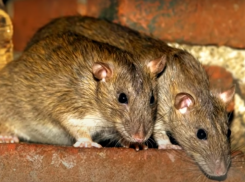 Краснодарцев испугали большие крысы во дворе многоэтажки