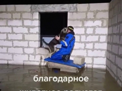 Бросили на произвол:  спасение собаки из затопленного дома в станице Северской сняли на видео