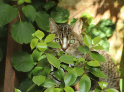 Солнце над Краснодаром скроется за облаками