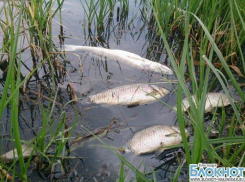 В одном из кубанских водоемов зафиксирована массовая гибель рыбы