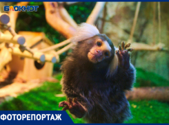 Спустя две недели: как живут звери в краснодарском зоопарке после проверки прокуратуры