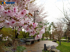 Ханами в Краснодаре: как выглядит Японский сад в период цветения сакуры