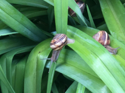 Родственница популярной улитки попадет в Красную книгу Кубани