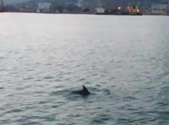 Дельфины «отметились» на набережной Новороссийска