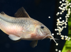 В лиманах Азовского моря до мая запретили ловить рыбу 