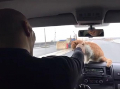 Валуев прокатил кота на «торпеде» во время поездки по Крымскому мосту