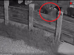 Краснодарка заявила об изнасиловании ребёнка собакой