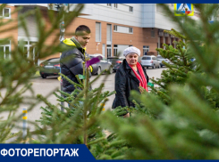 Показываем работу ёлочных базаров Краснодара: до 20 000 рублей за дерево