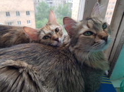 Дождливо и ветрено будет в Краснодарском крае 10 августа