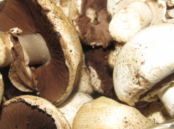 Краснодарцам грозит до 9 лет колонии за сбор редких грибов: список