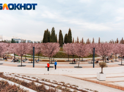 Клиенты билайн сделали 5 млн фото во время цветения сливы, сакуры и магнолии в парке «Краснодар»