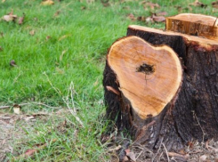 Пропажа 44 деревьев в центре Сочи заинтересовала полицию