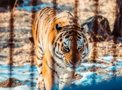 Зверье мое: путешествие тигра Амура на Кубань - в работе зоопарков нашли массу нарушений 