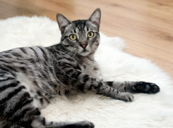  Немного потеплеет на Кубани