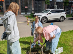 В Краснодаре «Новые люди» спасли деревья от вырубки и высадили аллею «Семейное дерево» 