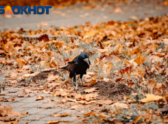 Краснодарцев предупредили о ночном похолодании до +8°