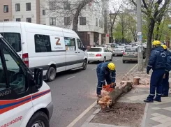 Последствия сильного ветра: в Краснодаре спасатели убрали 14 деревьев