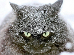 На Кубани ожидается дождь и мокрый снег