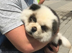 У замучившего липовую панду фотографа забрали льва и орла в Сочи