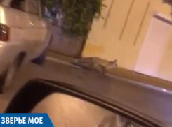 В центр Новороссийска забрела дикая лиса