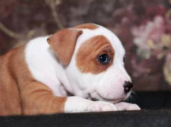 На Кубани мужчина украл у 12-летнего мальчика щенка