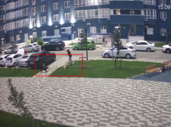 СК возбудил дело о халатности после нападения безнадзорных собак на ребенка в Краснодаре