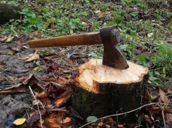 На берегу Кубани неизвестные срубили более 100 деревьев на 18 млн рублей 