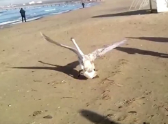 Жители Анапы спасли лебедя, упавшего на футбольное поле 