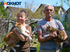 «Продали квартиру и машину ради 150 кошек»: приют в станице Краснодара оказался в долговой яме