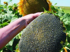 Семечки раздора: на Кубани мошенник «кинул» сельхозфирму на 700 тысяч рублей